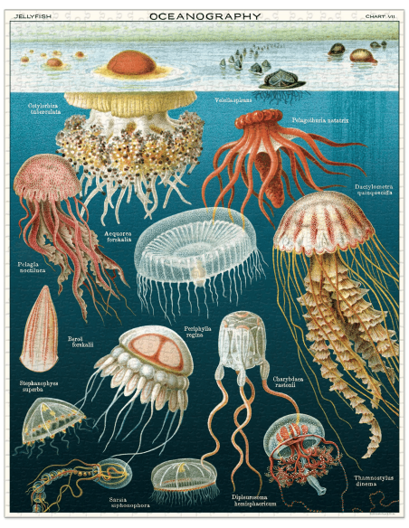 Meduses (Jellyfish) - Puzzle 1000 pièces