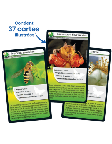 Défis Nature : Abeilles et autres pollinisateurs - Cartes à collectionner - contenu - matériel - visuel